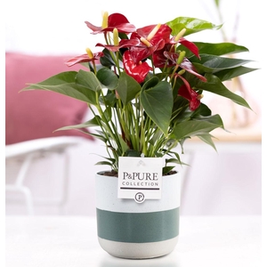 Anthurium red (Micra) in P&PURE Lauren ceramics