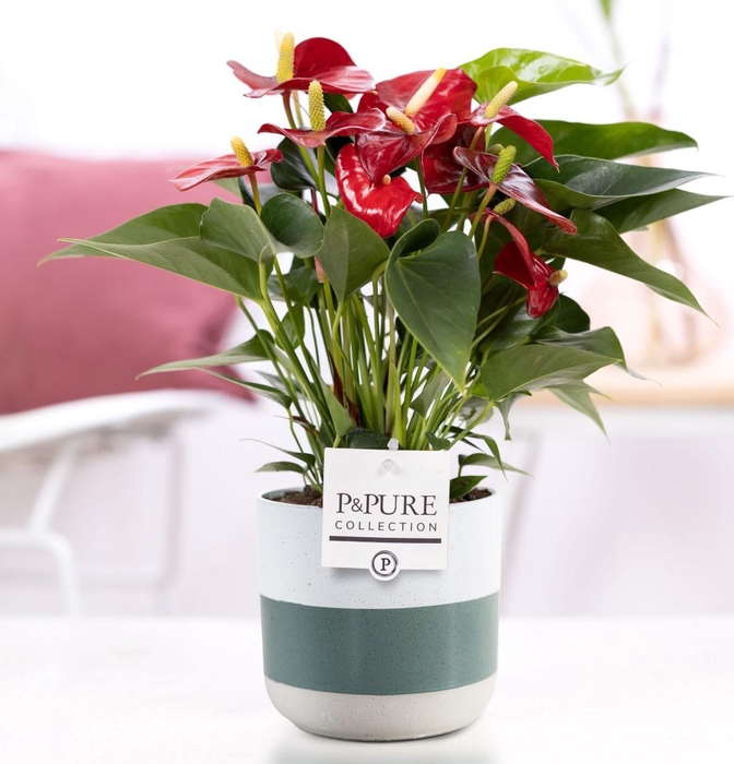 <h4>Anthurium red (Micra) in P&PURE Lauren ceramics</h4>
