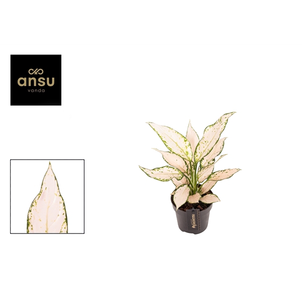<h4>Aglaonema Vanilla Baby</h4>