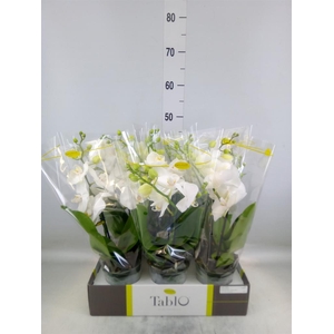 Phalaenopsis   ...white