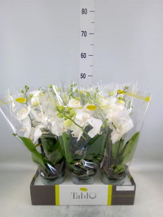 <h4>Phalaenopsis   ...white</h4>