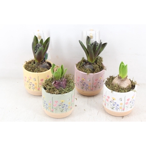 arr4 Hyacint FL - Keramiek blooming kl. x12