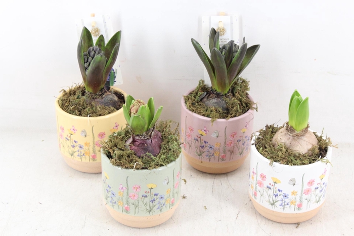 <h4>arr4 Hyacint FL - Keramiek blooming kl. x12</h4>