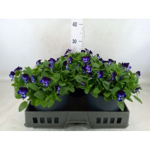 Viola corn. 'Evo Mini Violet Beaco'