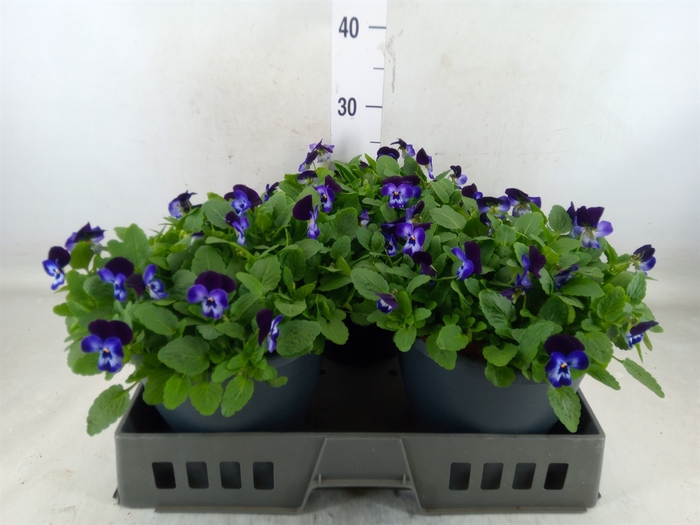 <h4>Viola corn. 'Evo Mini Violet Beaco'</h4>