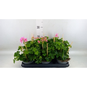 Pelargonium pelt. 'Balkon Lila'