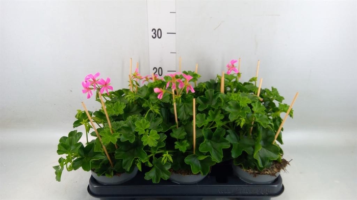 Pelargonium pelt. 'Balkon Lila'