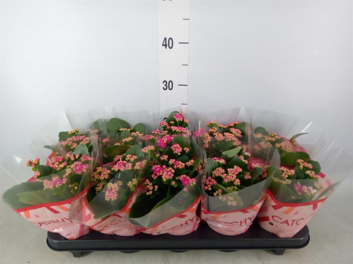 <h4>Kalanchoe blos. 'RosDon Geraldo'</h4>