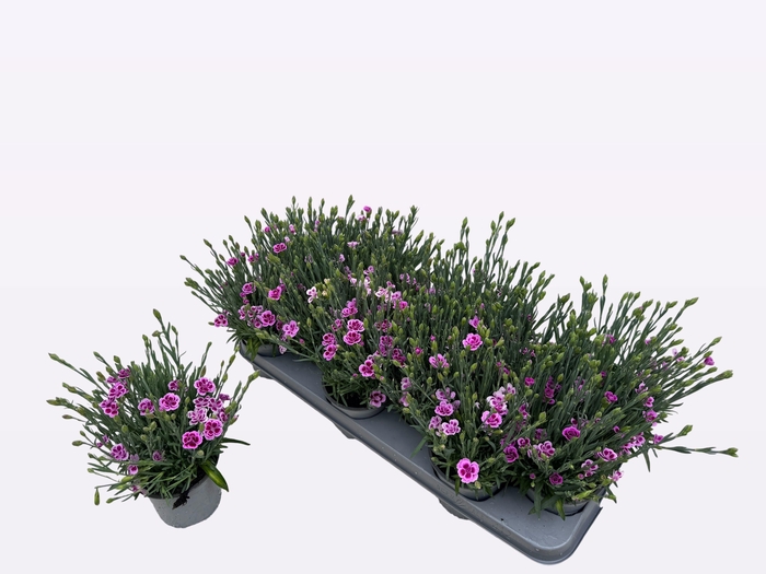 <h4>DIAN DI PINK KISSES</h4>