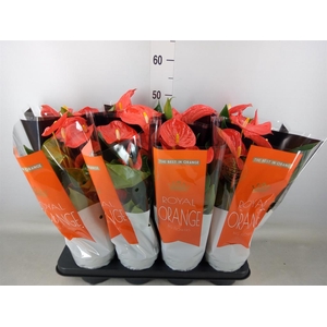 Anthurium andr. 'Florida'