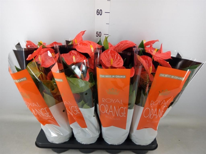 <h4>Anthurium andr. 'Florida'</h4>