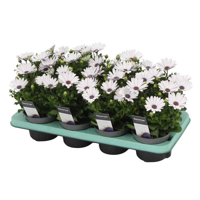 <h4>Osteospermum FP Ice Decorum</h4>