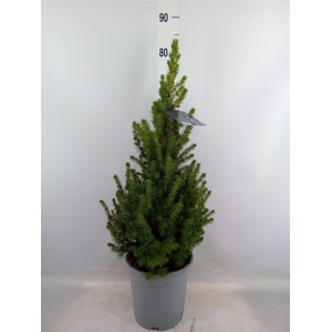 Picea glauca 'Conica'