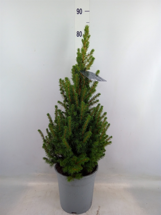 <h4>Picea glauca 'Conica'</h4>