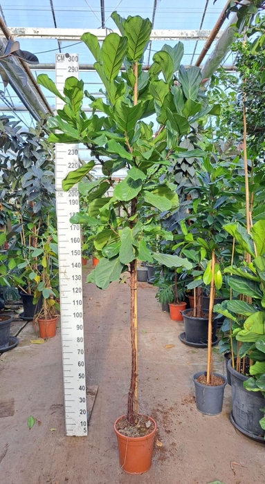 <h4>Ficus lyrata</h4>