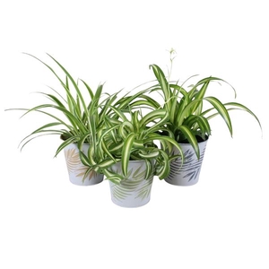 Chlorophytum gemengd