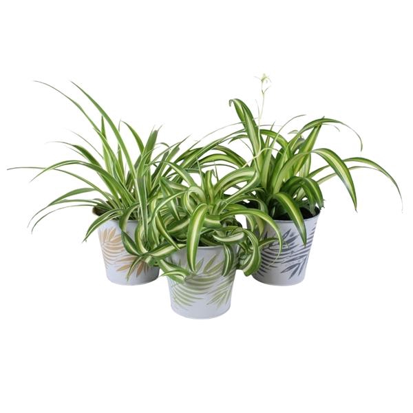 <h4>Chlorophytum gemengd</h4>
