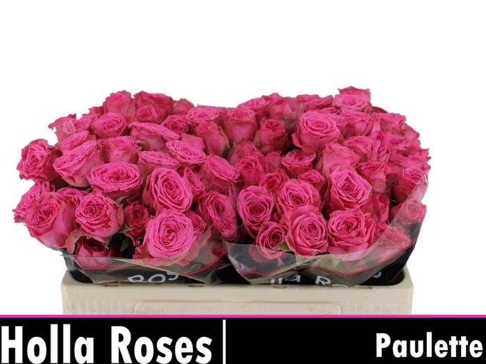 <h4>ROSA TR 'PAULETTE'</h4>