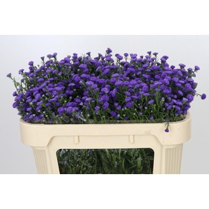 Aster Baby Parade