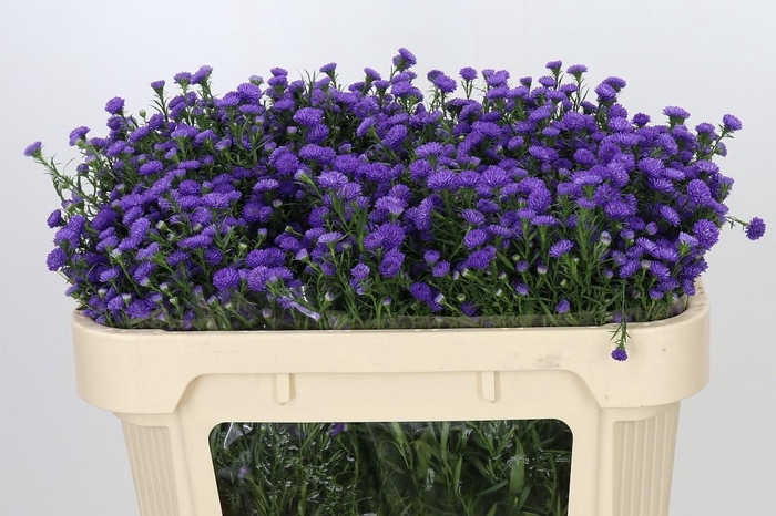 <h4>Aster Baby Parade</h4>