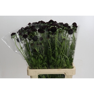 Scabiosa Focal Blackberry XXL
