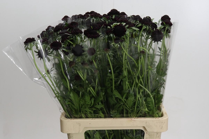 <h4>Scabiosa Focal Blackberry XXL</h4>