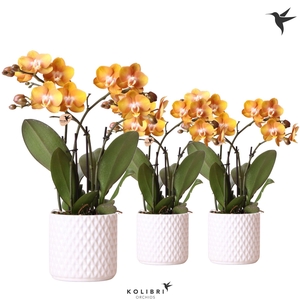 Kolibri Orchids Phalaenopsis Jewel Las Vegas 4 spike in Diamond pot white