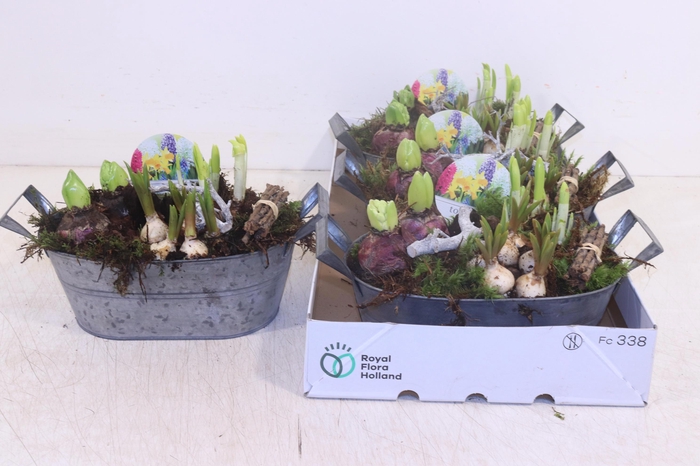 <h4>ARR BOL KNOLGEWAS</h4>