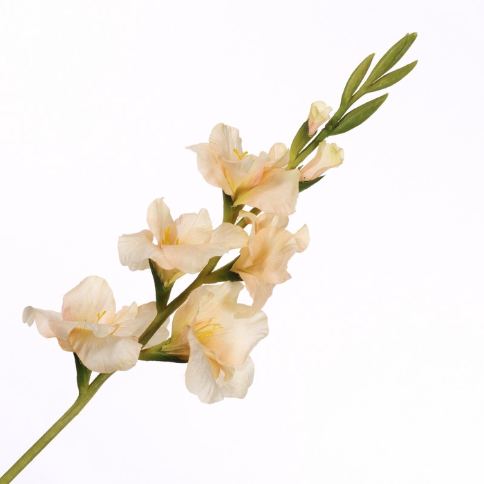 Gladiolus Spray Peach FL440353PEA