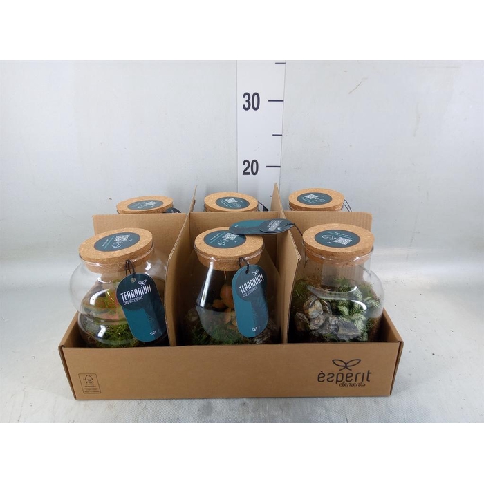 <h4>Arr.    Planten  L%</h4>