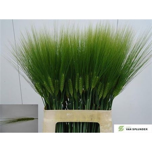 HORDEUM ( GERST ) 65CM