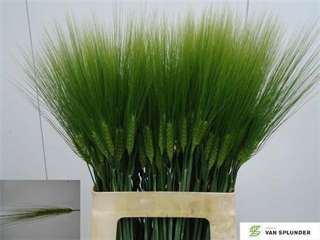 <h4>HORDEUM ( GERST ) 65CM</h4>