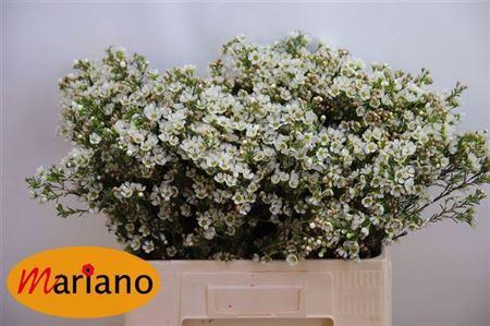 <h4>Chame Crystal Pearl</h4>