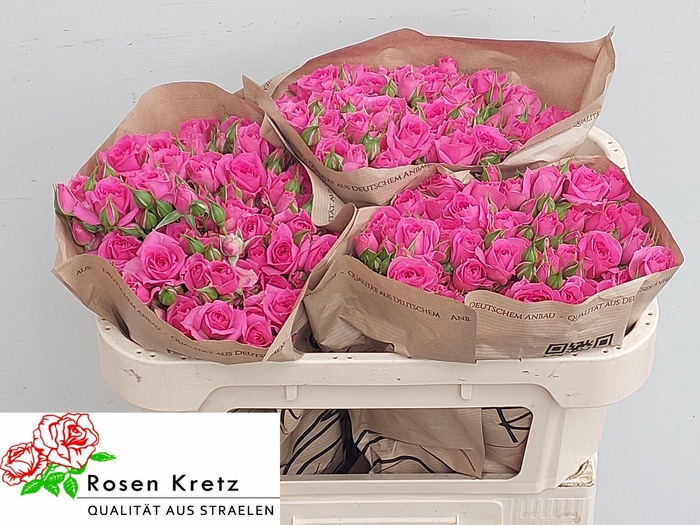 <h4>R TR PINK DIMENSION</h4>