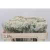 Ozothamnus Booming White