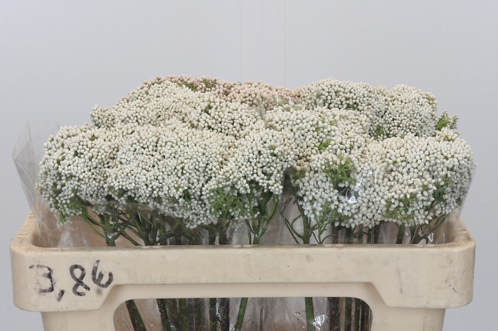<h4>Ozothamnus Booming White</h4>