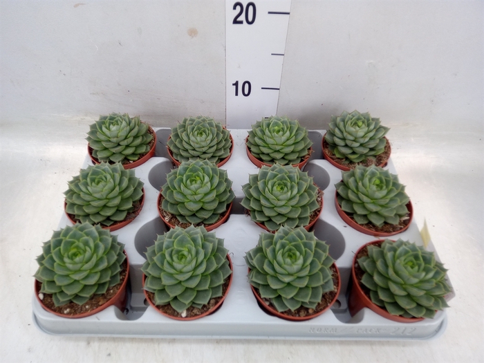 <h4>Echeveria   ...</h4>