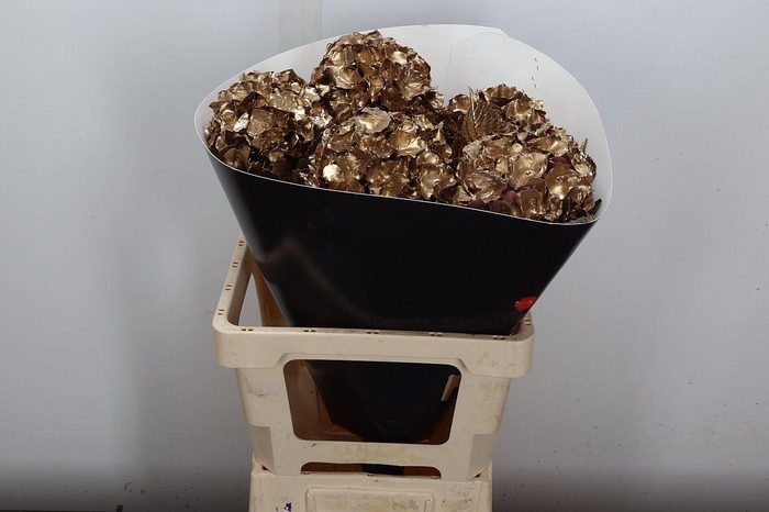 <h4>Hydr Wx (ex) Goud</h4>