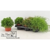Rhipsalis Gem