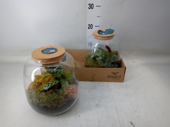 <h4>Arr. Planten H%</h4>