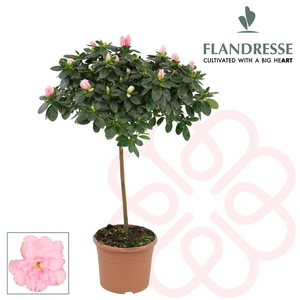 Azalea Flandresse® stam 'roze' 30 cm