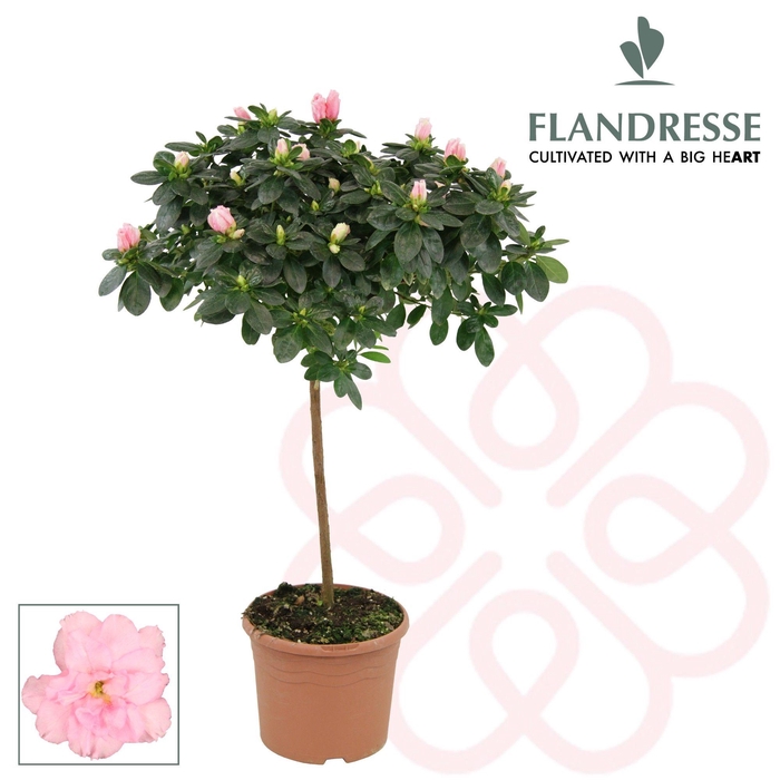 <h4>Azalea Flandresse® stam 'roze' 30 cm</h4>