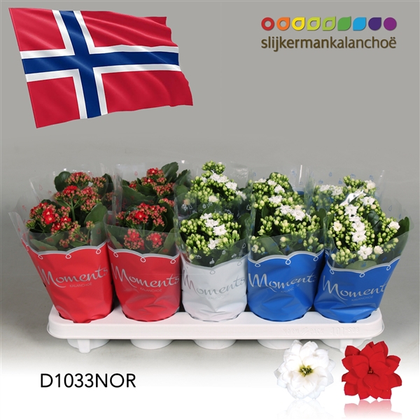<h4>Kalanchoe Moments - Norway flag</h4>