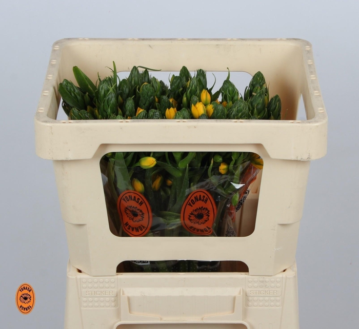 <h4>ORNIT DB YELLOW ASA</h4>