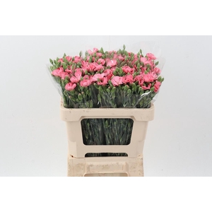 Di Symply Pink Stripe It