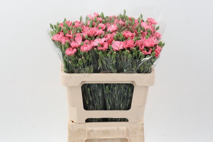 <h4>Di Symply Pink Stripe It</h4>