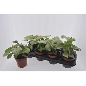 Syngonium Confetti 12Ø 20cm