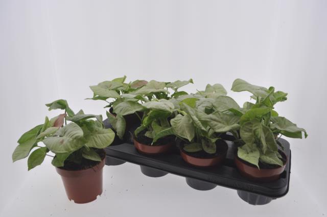 Syngonium Confetti 12Ø 20cm