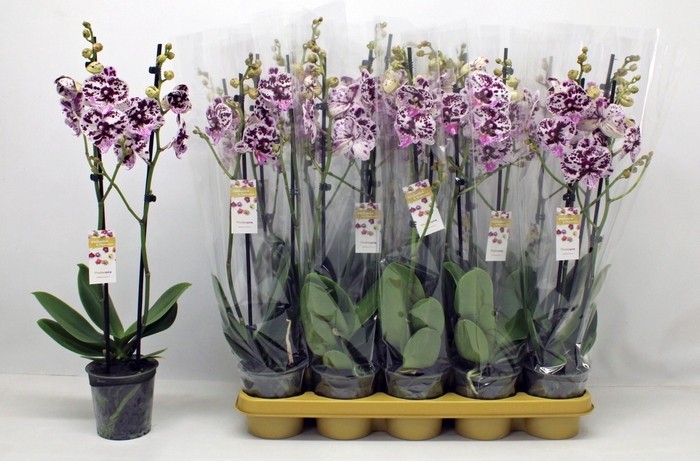 <h4>PHAL OV WIT</h4>