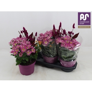 PERKPL GEM IN POT